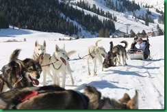 dog sled