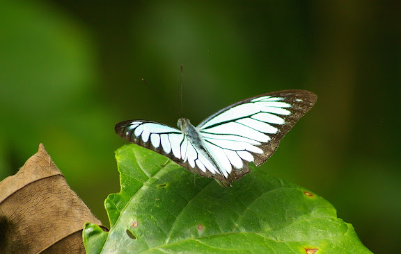 Pareronia valeria lutescens BUTLER, 1879, mâle. Sepilok, 10 août 2011. Photo : J.-M. Gayman
