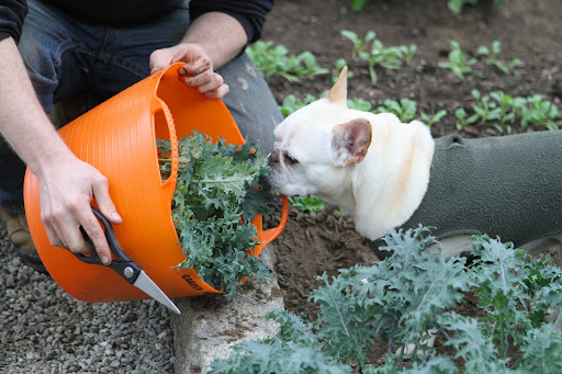 Good, you're also cutting kale, which has lots of calcium, antioxidants, vitamins, and minerals.