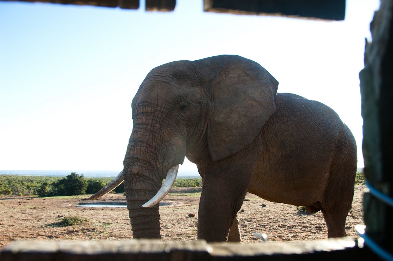 Elephant at Addo
