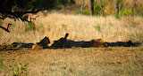 A bunch of lazy lions laying in the shade. Transition to Madagascar - 024.jpg