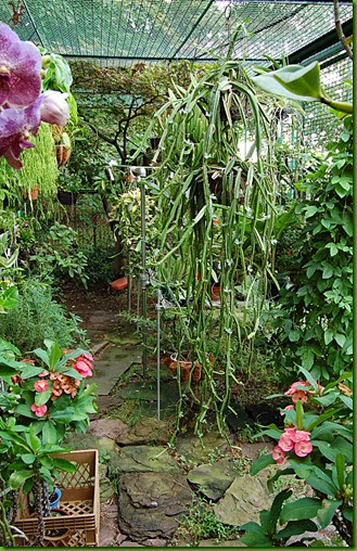 Cissus cactiformis Cissus cactiformis