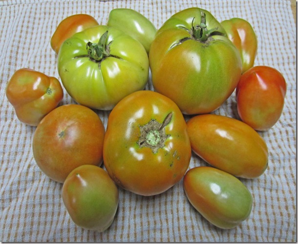 Jet Star and Roma tomatoes