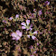 Lythrum