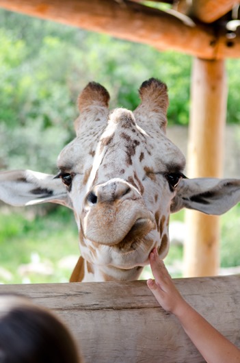 [zoo-4%255B3%255D.jpg]