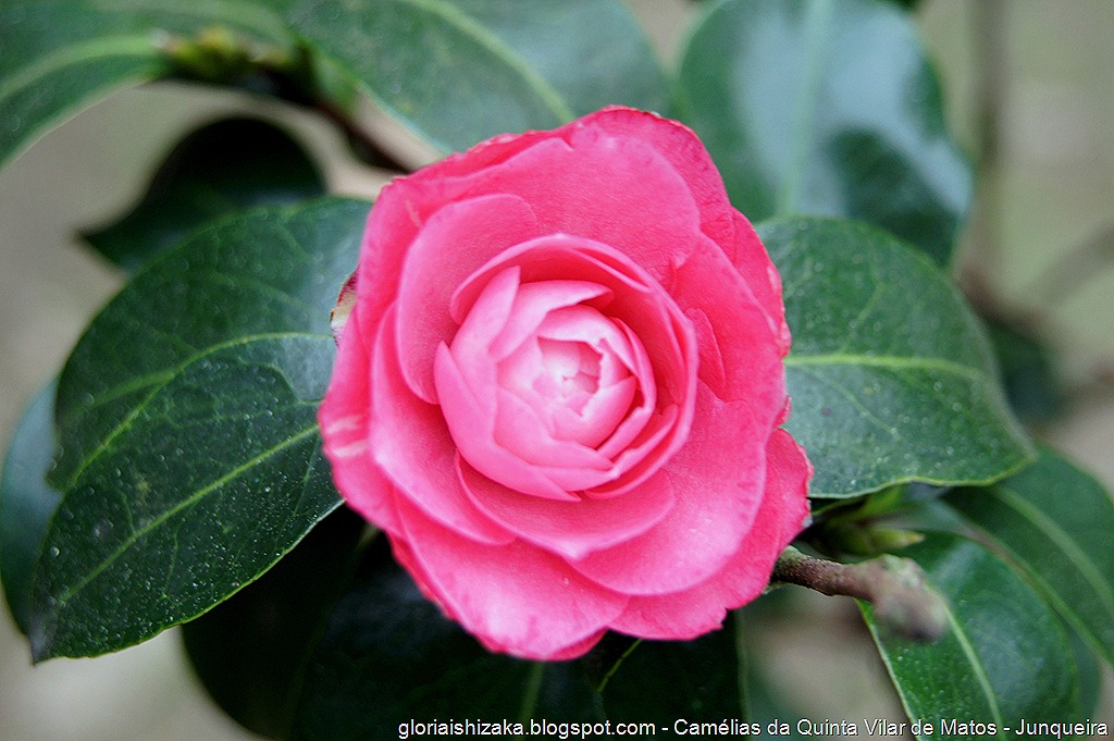 [Camlia-Rosa---Glria-Ishizaka---Quint%255B19%255D.jpg]