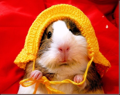 Amazing Animals Pictures Hamster (3)