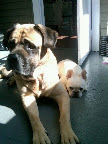 Neutered male dogs are easier to train than are unaltered males.