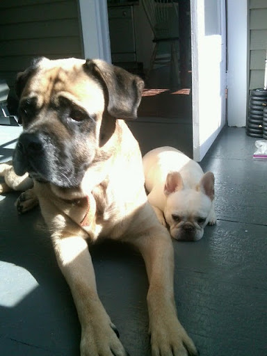 Neutered male dogs are easier to train than are unaltered males.
