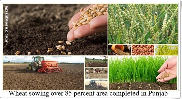 Wheat sowing over 85 percent area completed in Punjab I agrinfobank.com Wheat sowing over 85 percent area completed in Punjab I agrinfobank.com