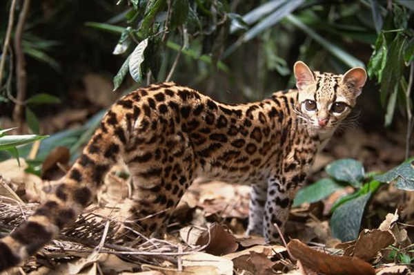 7- Gato-maracajá 7- Gato-maracajá