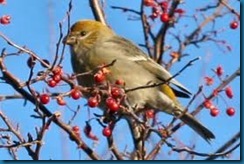 pine grosbeak