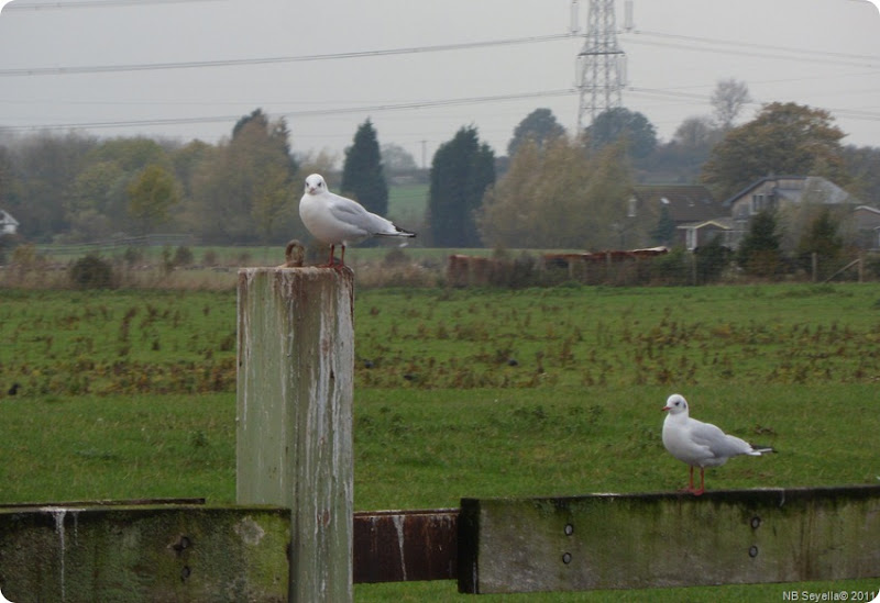 SAM_0020 Gull Perch