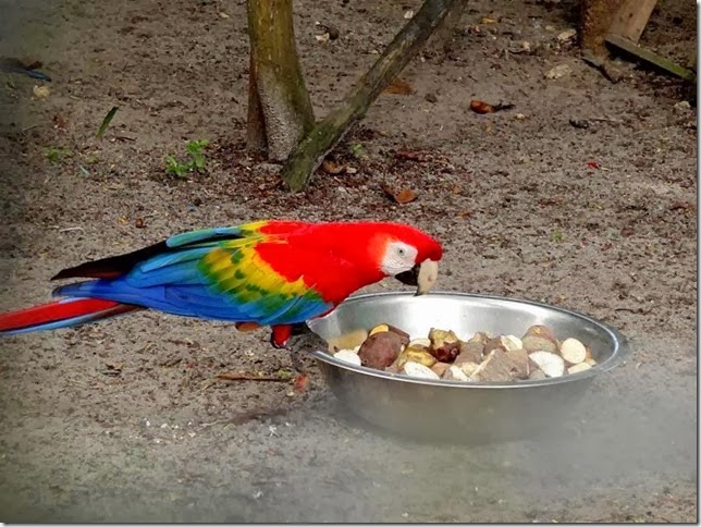 Guyana_Zoo_DSC07031