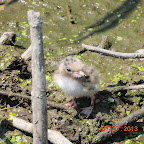 DSCN9529.JPG