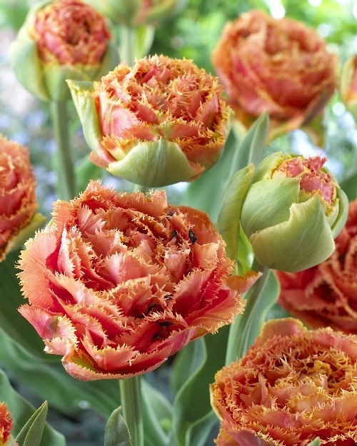 Tulipa%20Sensual%20Touch%20-%20visi39671%20-%20300dpi[1]