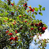 dsc01425.jpg dsc01425.jpg