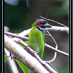 Blue-eared Barbet-02.jpg