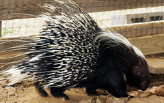 Porcupine Exotic Game Park