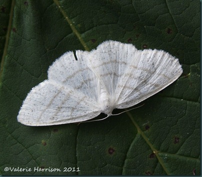common-white-wave common-white-wave