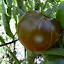 Tomato - Micado Vilettor