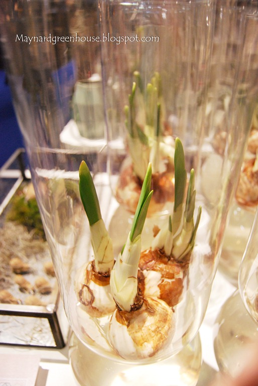 daffs daffs