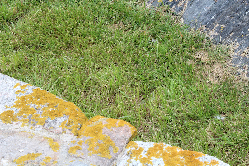Star Island texture photo grass.jpg