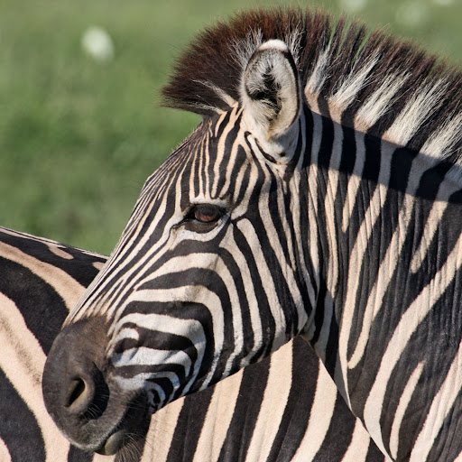 Zebra South Africa