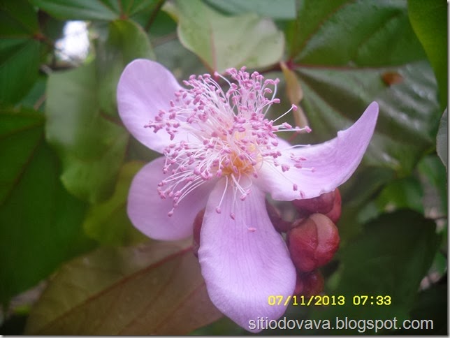 flor do urucum