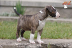 Karmacoma Shadowplay 7 weeks