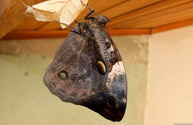 Opsiphanes invirae amplificatus STICHEL, 1904. Environs de Curitiba (Paraná, Brésil), 13 novembre 2013. Photo : Mauricio Skrock