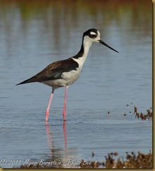 Black-necked Stilt  Black-necked Stilt_ROT4304   NIKON D3S June 04, 2011