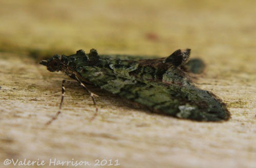 [red-green-carpet-side%255B2%255D.jpg]