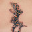 gekko