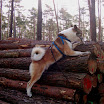 nanuq_polter_1.jpg