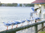 Sprachaufenthalt Maroochydore