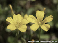 Cinquefoil - reduced saturation to about 50%