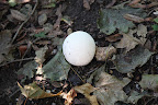 Did you know that puffballs can range in size and color?  This type is white when it is young.