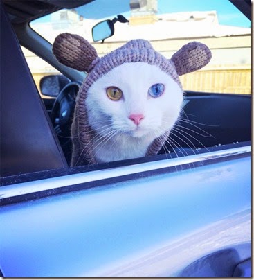 gatos y perros con un ojo diferente cosasdivertidas net (10) imagenes divertidas de gatos cosasdivertidas net