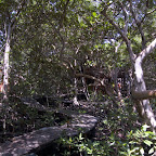 Caminos entre el manglar