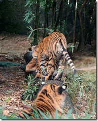 Tiger family, Taronga Zoo