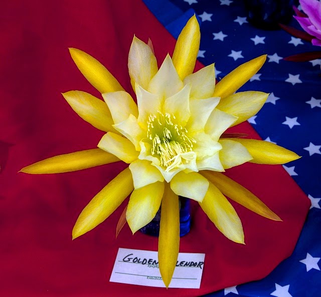 [Epi%2520Golden%2520Splendor%255B3%255D.jpg]