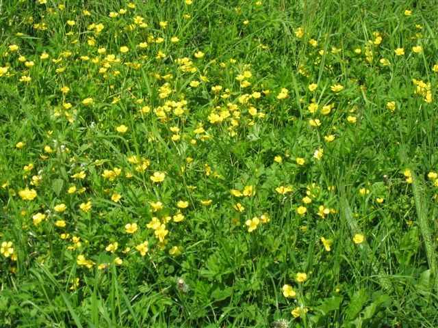 [japanischer%2520Garten%2520und%2520Rheinauen%2520050%255B3%255D.jpg]