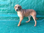 DAZSHA
Hembra 7 meses. Tímida, cariñosa