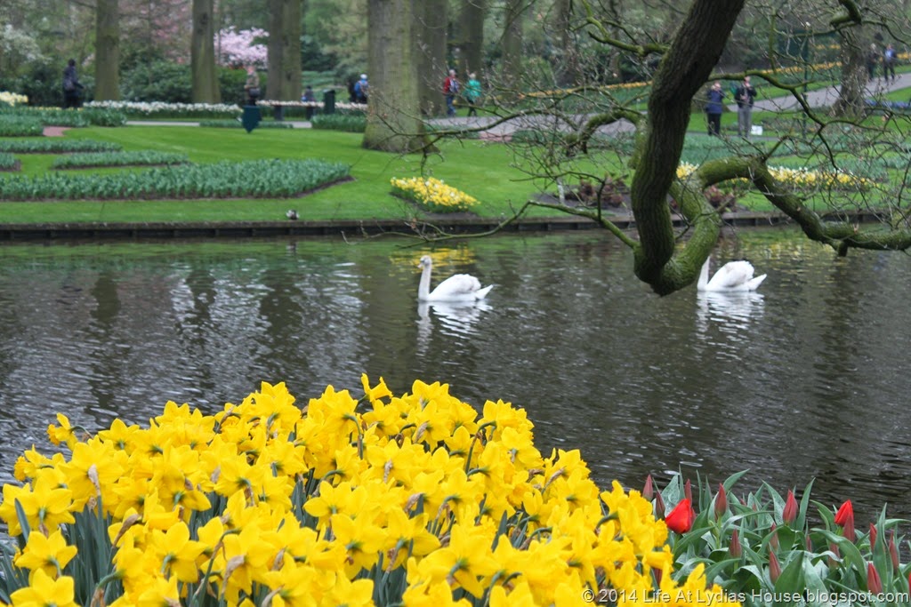 [Keukenhof%2520Gardens%252017%255B5%255D.jpg]