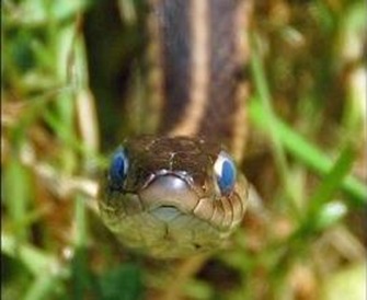 serpente