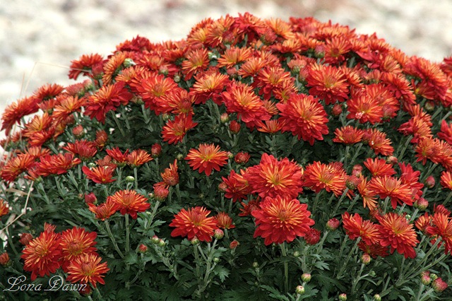 [Chrysanthemums_Rust%255B9%255D.jpg]