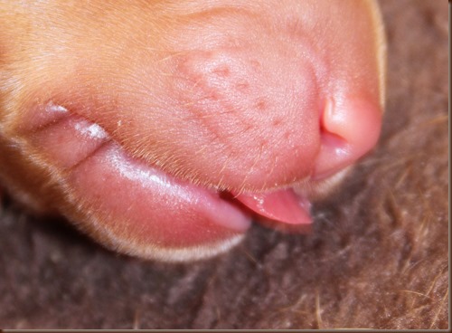 yorkie dew claw removal dew claw removal procedure images yorkie dew claw removal dew claw removal procedure images