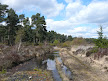 Herpetological Conservation Trust for more on this heathland & its fauna