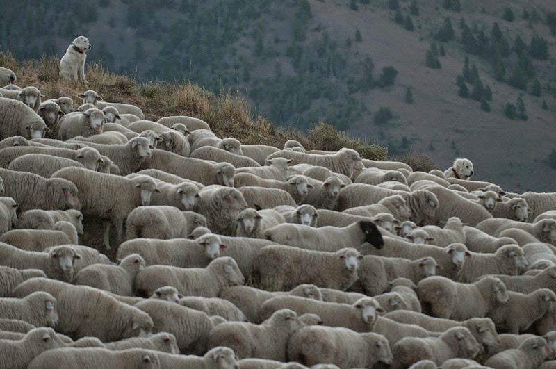 trailing-of-the-sheep-5